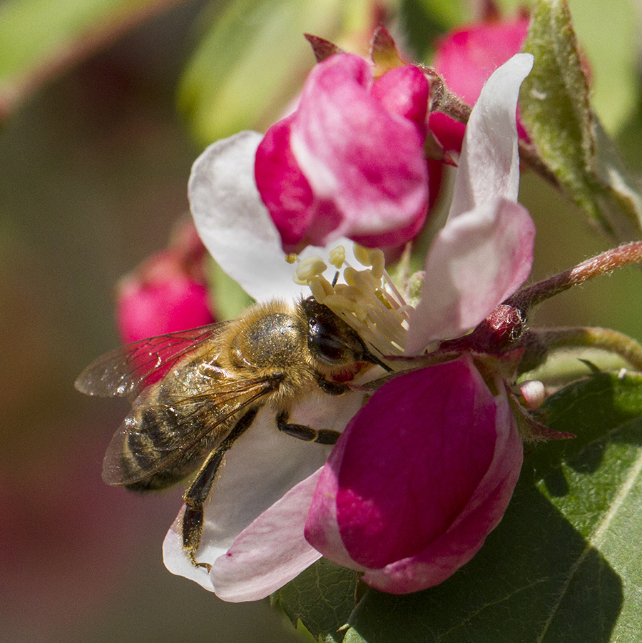 wsucahnrs's tweet image. Today is #NationalHaveFunAtWorkDay, &amp;amp; honestly that&apos;s not normally a problem for us. We get to hang out with, write about, &amp;amp; take pics of some amazing people &amp;amp; animals. Which we think is really fun! Here are some examples of stuff we do for work. #GoCougs
