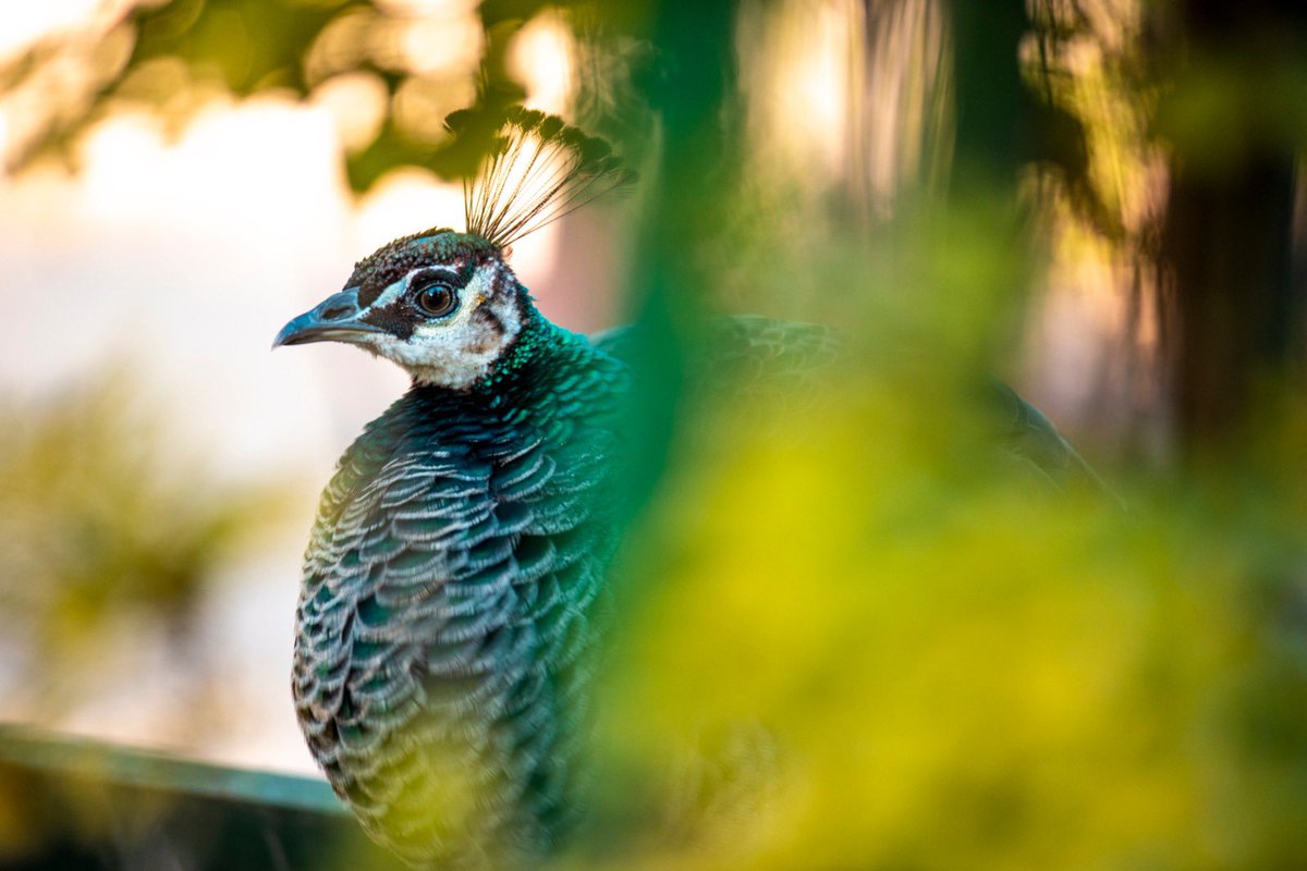 Extensive by <a href="/wasteserv/">WasteServ</a> &amp; Ambjent Malta to restore San Anton Gardens are ongoing as this historical landmark needed urgent attention. Read more: environment.gov.mt/en/government/…