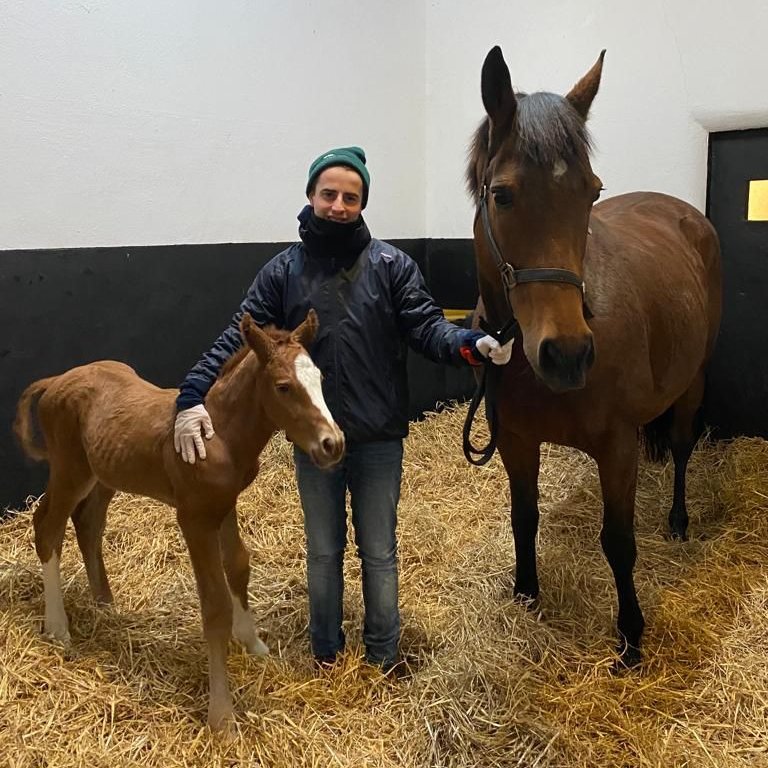 DarleyEurope's tweet photo. It's #FoalFriday! 🥳

This "big strong colt" with “plenty of bone and substance” is by #Ghaiyyath ex Diantha. Bred by John Heffernan and Elec Bloodstock, pictured @IrishNatStud with Andrew Buick - brother to William Buick.

Ghaiyyath was himself a €1.1m @Goffs1866 sale-topper. https://t.co/CZfQ0gmokH