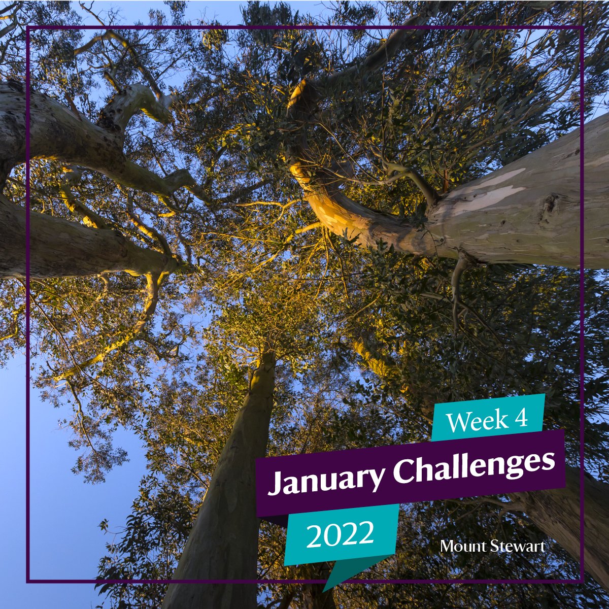 NTmountstewart's tweet photo. Challenge yourself to change your perspective this January. Pause under the comforting canopy of nature at Mount Stewart.
#EveryoneNeedsNature #JanuaryChallenges
๐ธToby Edwards https://t.co/RGLm02y5ii