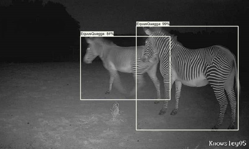 See how AI is helping protect rare animals in @newscientist bit.ly/3o3csAU @ljmufet @paul_fergus @SergeWich @LJMU_Astro @KnowsleySafari #animals #technology