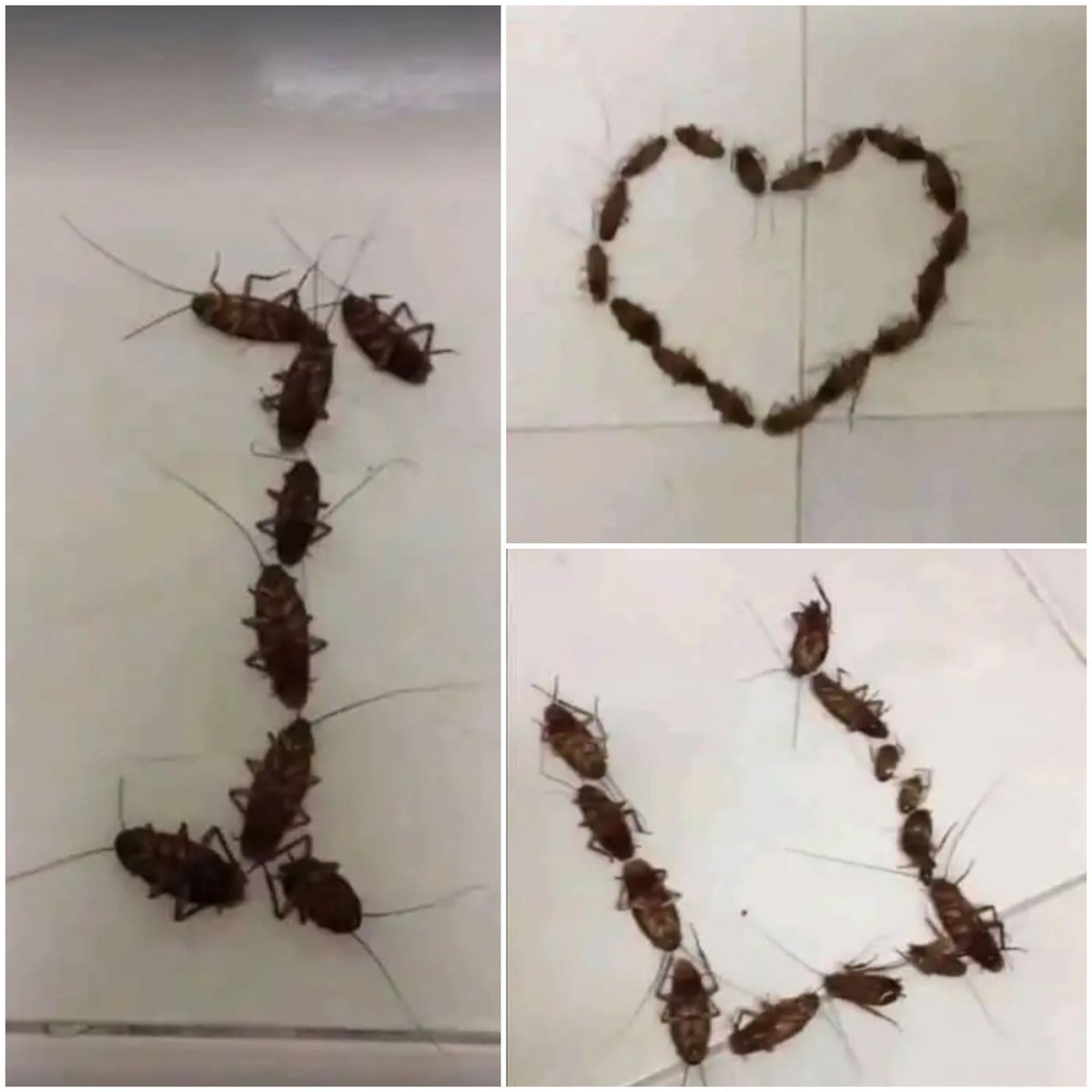 entomic_04's tweet photo. Nothing just entomology student trying to be romantic ♥️🦋🦗🪲🐞
#Entomology #UAF #agrarian #cockroach https://t.co/CyavcJHvik