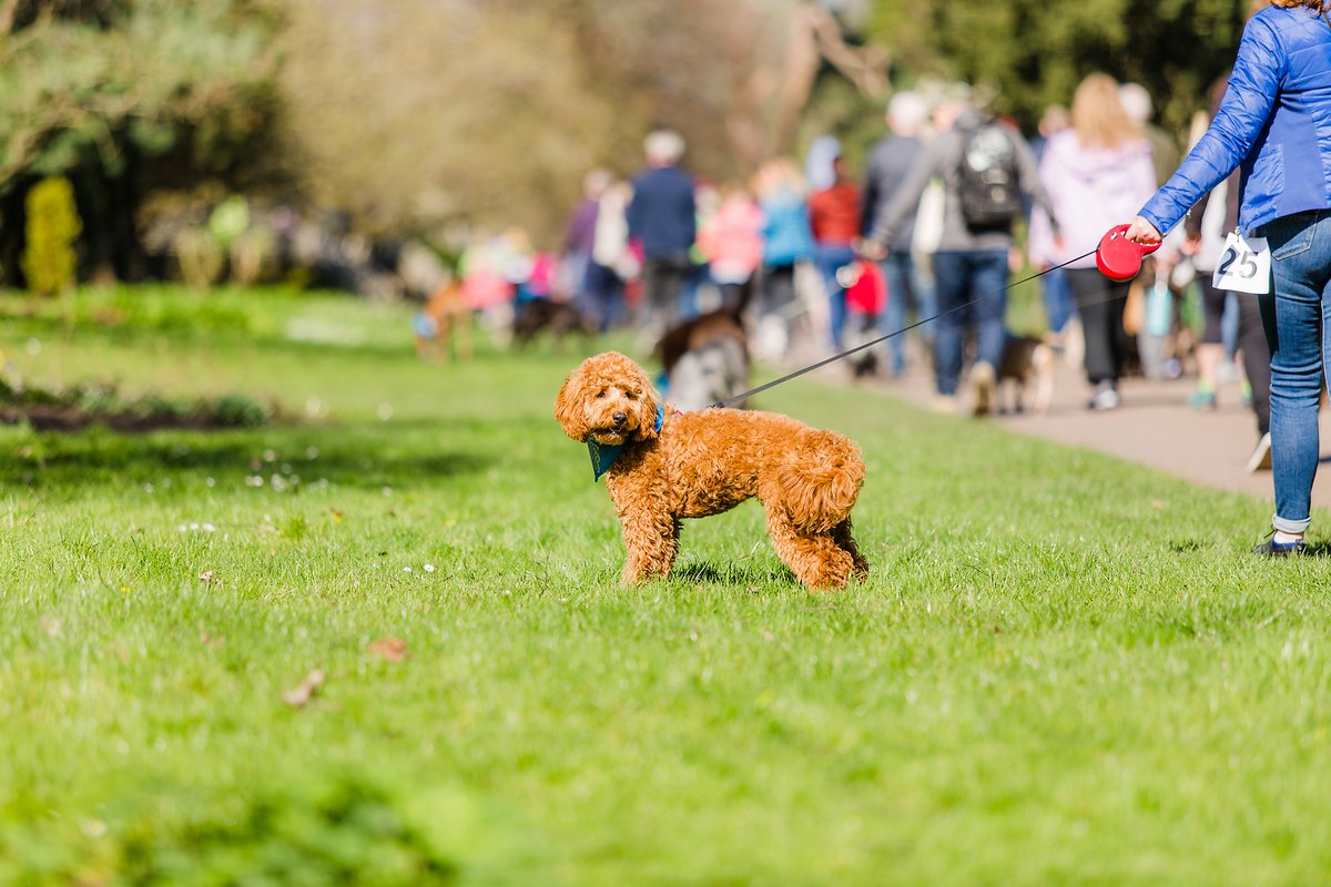 CityHospice's tweet photo. 🙌 We’re delighted to announce that @wessexgarages are our headline sponsors for Wag this Way 2022 🐾

Read more here: https://t.co/27lVUQoRqs https://t.co/Lmv6SSfcxo