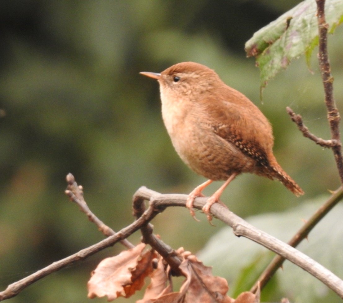 barbaralit's tweet photo. @wwcommon @Natures_Voice @NickRutter3 @EnableParks @CLLServices 18 species seen in our hour this morning. Highlights were flocks of Redwing and Goldfinches, a Pied Wagtail and Mistle Thrush. This wren kindly posed for a photo #BigGardenBirdWatch https://t.co/gtRcK6LeZs