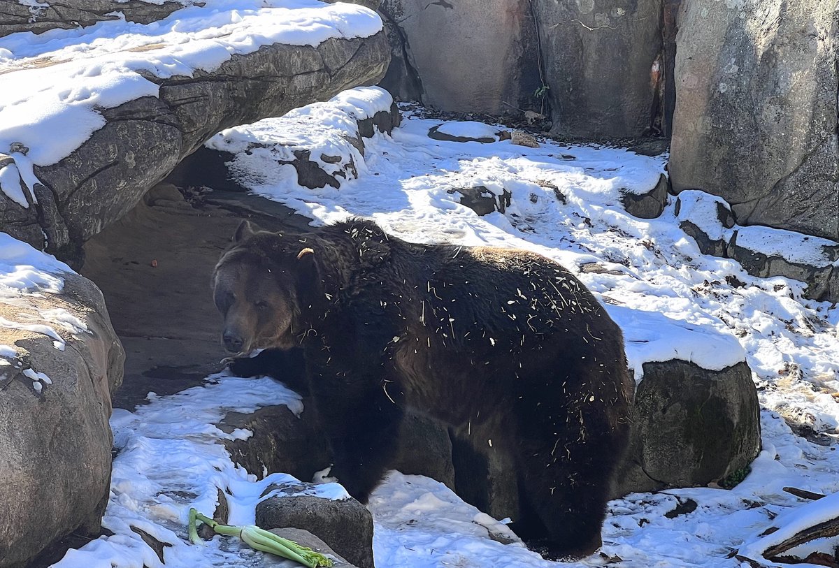 Here we go again! The Zoo will be closed Saturday, Jan. 29 due to Winter Storm Kenan and predicted freezing overnight temperatures. Brrrrrrr.....Grrrrrr.... ❄️