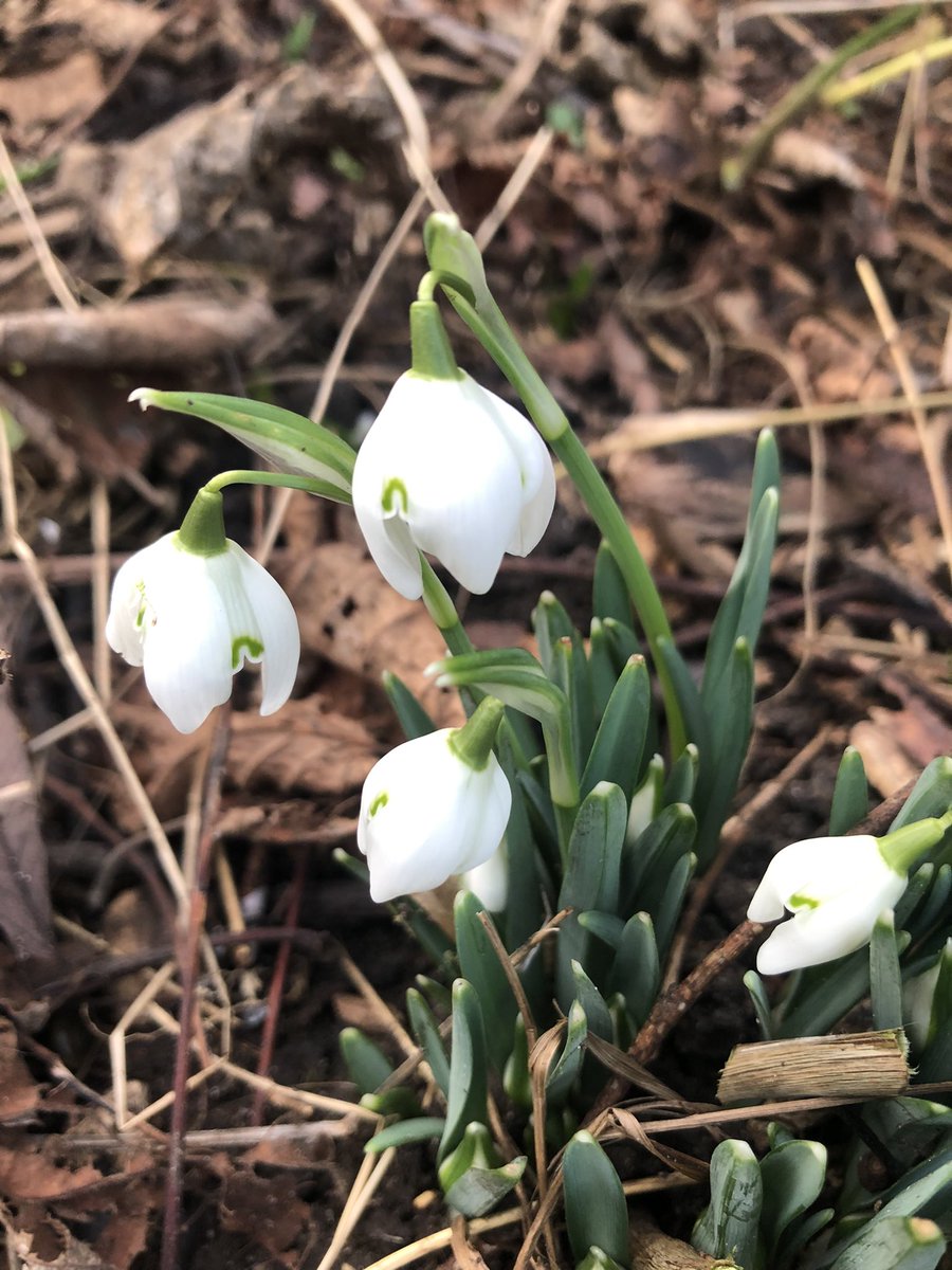 Apricot in leaf, daffodils pushing up and first snowdrops! #communityorchard #urbangreen