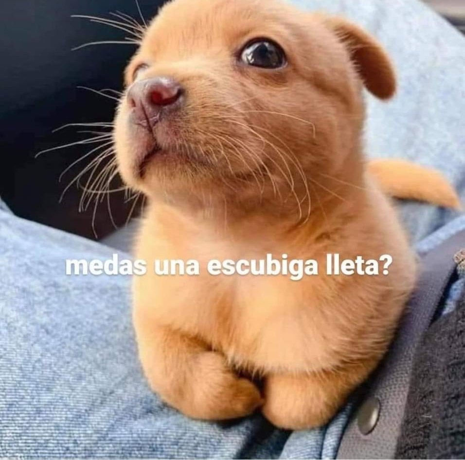 gatito_shitpost's tweet photo. https://t.co/RXPzi9ETur