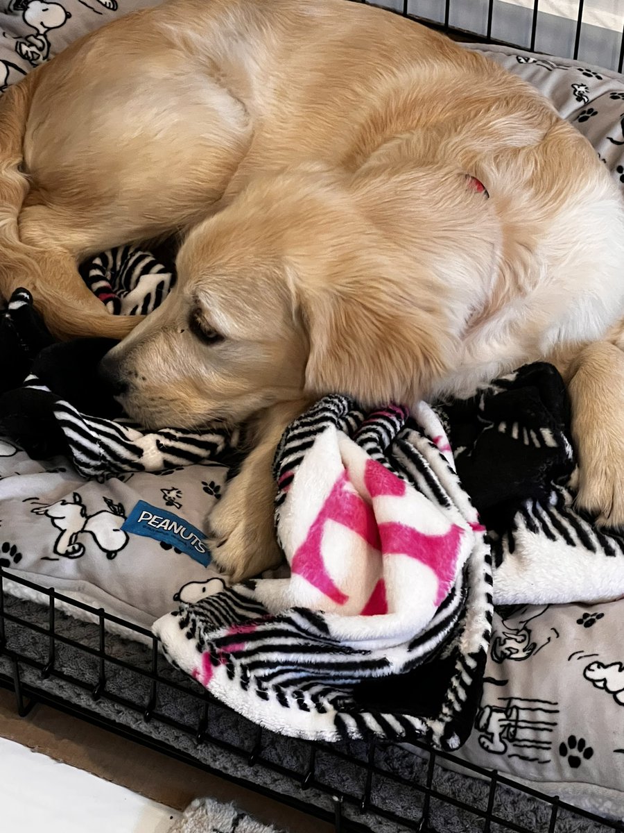 T-Mobile Pooch; Cooper stole my blanket and now this is his blanket he literally takes everywhere in the house.