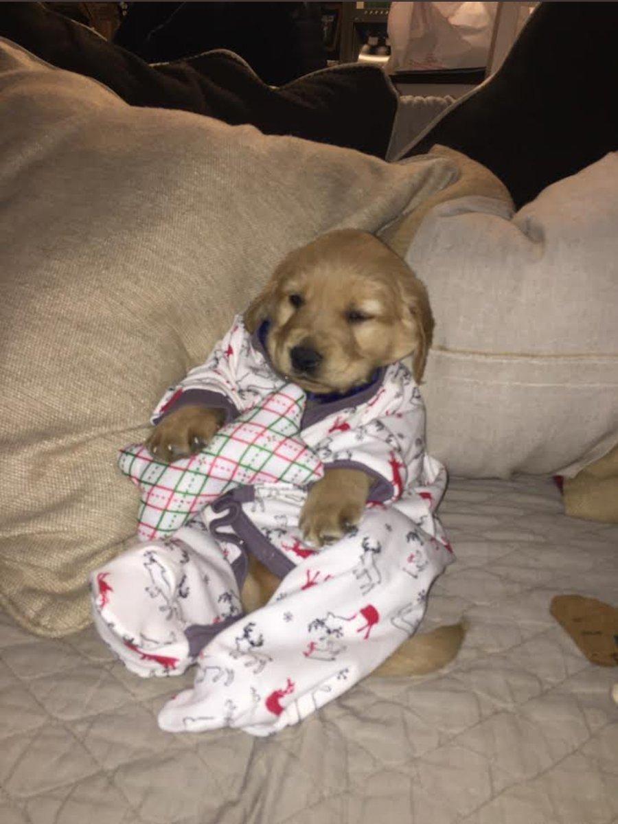 Gordito_Perrito's tweet image. viernes de flojear