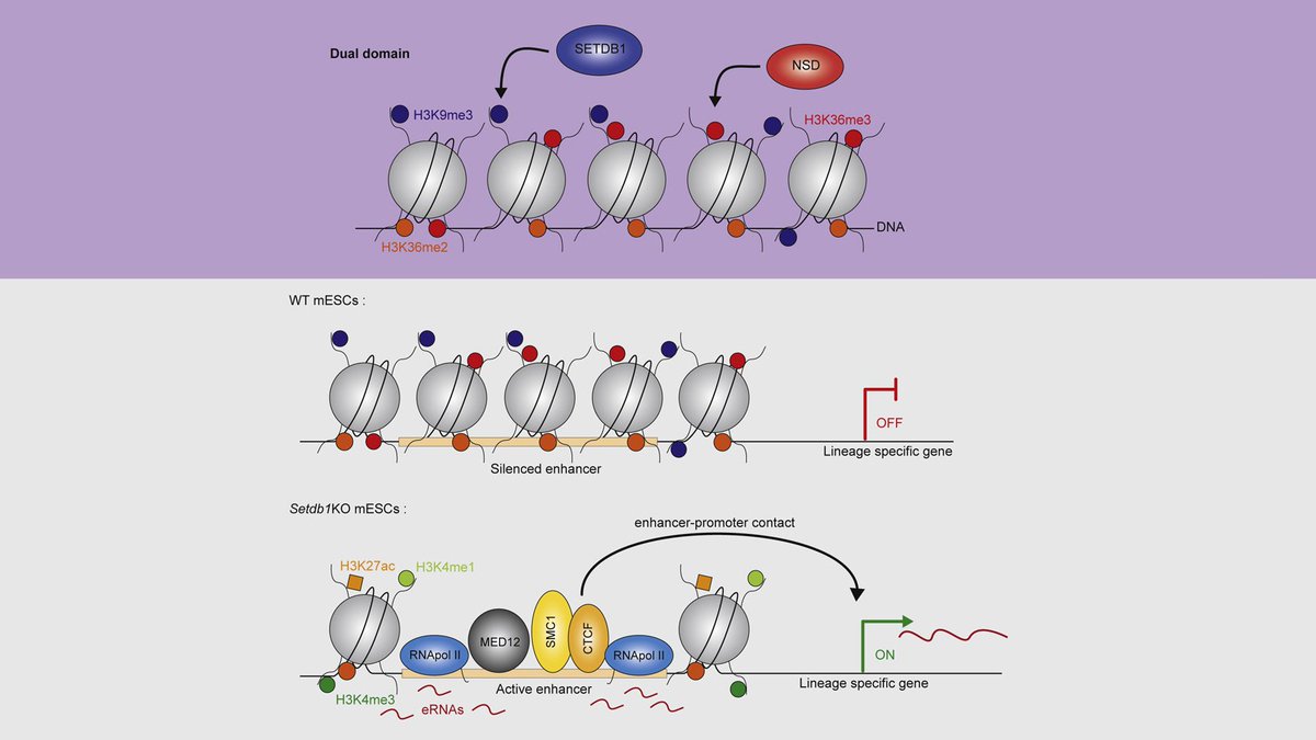 ESC_iPSC_News's tweet photo. 🔎 Montpellier University (@IGH_MTP) researchers characterized the function of an atypical heterochromatin, providing mechanistic insights into its involvement in the maintenance of #cellidentity.
#OpenAccess: 🔓 https://t.co/zxin0fwXty https://t.co/jD9fNyrsDg
