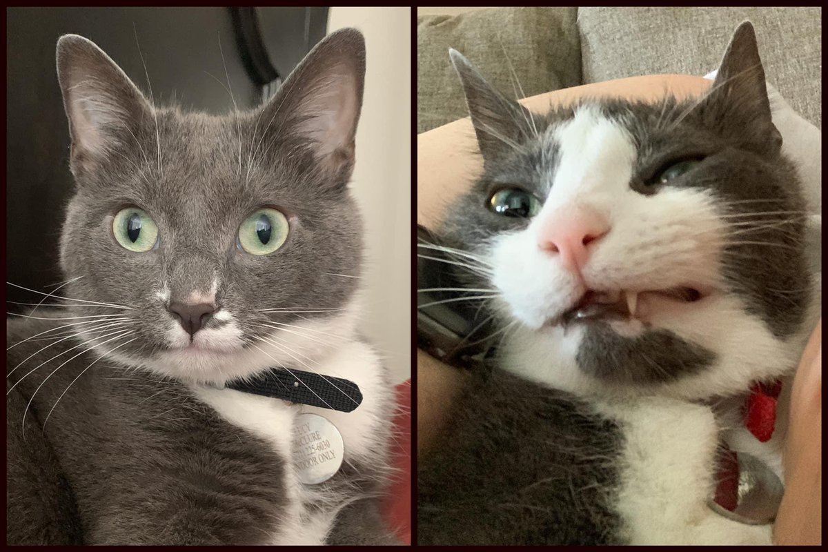 MJM_DEACS's tweet photo. @TheOvalPawffice @DrBiden Welcome Willow! Best wishes from fellow gray kitties, (pretty) Lucy and (not-quite-as-camera-ready-but-very-sweet-and-silly) Linus! We can’t wait to see all of your upcoming White House adventures &amp; shenanigans! 😺 https://t.co/nDYk6koAy3
