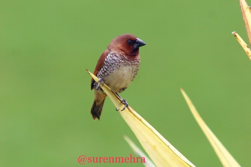 Surender Mehra IFS tweet media