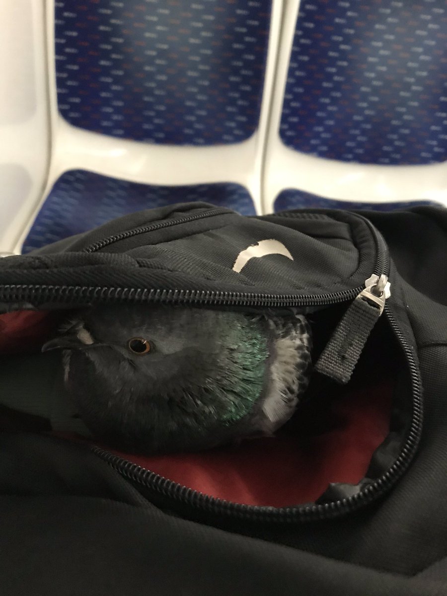 Hiç durmuyor yerinde