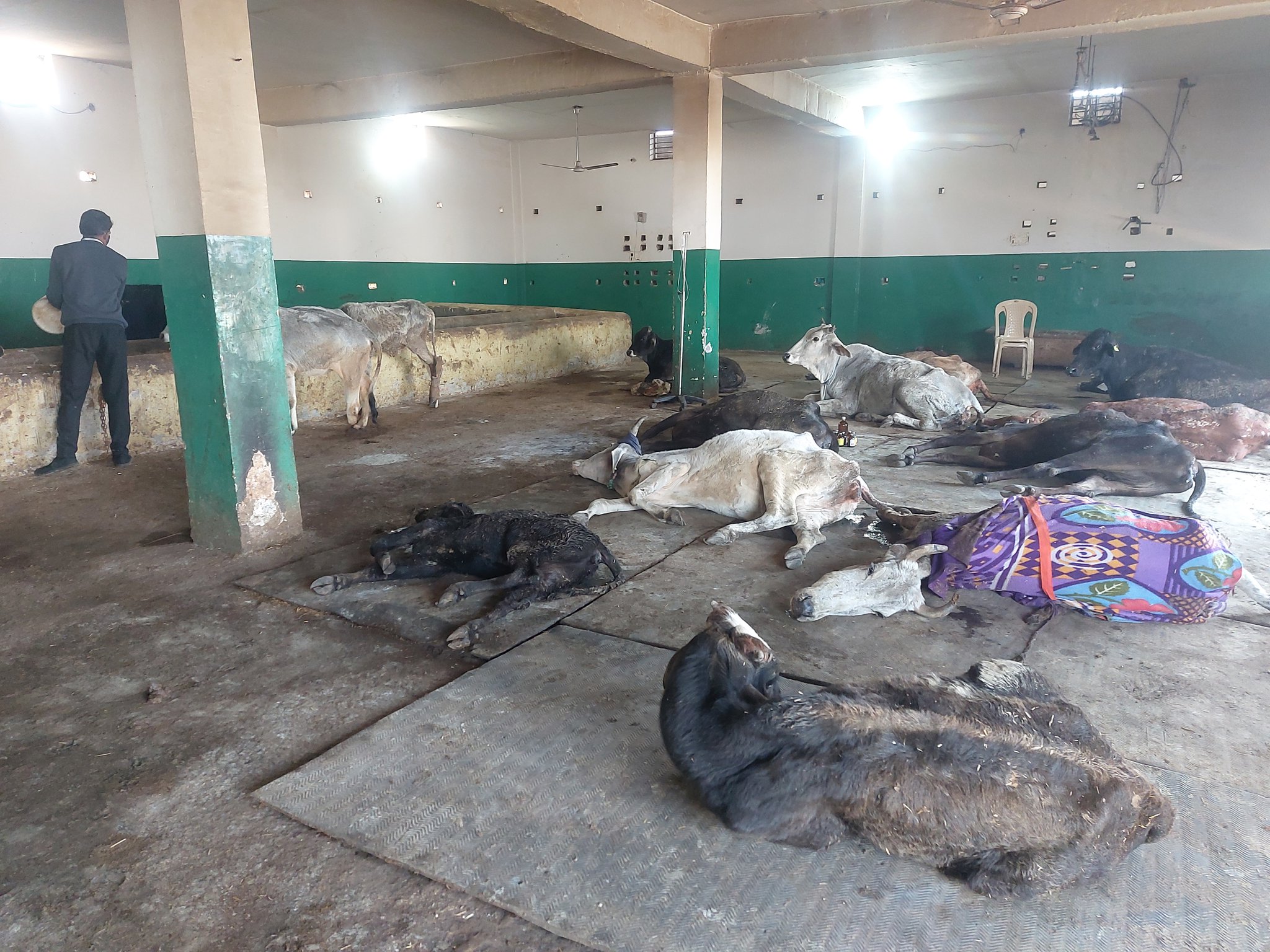 People For Animals Trust Faridabad on Twitter: People For Animals Trust Faridabad on Twitter: