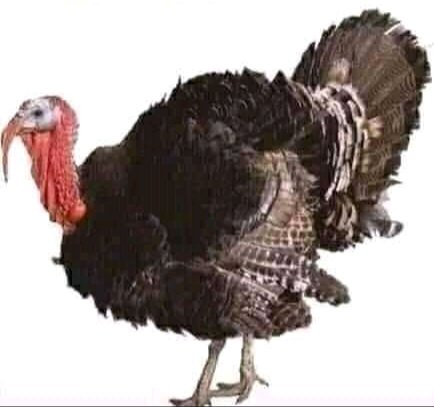 هذا المخلوق يسمى في أميركا دجاج تركي 
وفي تركيا إسمه دجاج هندي 
وفي الهند يسمى دجاج بيروفي 
وعندالعرب اسمه ديك رومي 
وفي روما يسمى دجاج فرنسي 
وفي فرنسا يسمى دجاج كوبي 
وفي كوبا يسمى دجاج استرالي 
وفي أستراليا يسمى دجاج مغربي 
العالم كله متبري منه لااعلم لماذا 
وعندكم وشتسمونه 😂