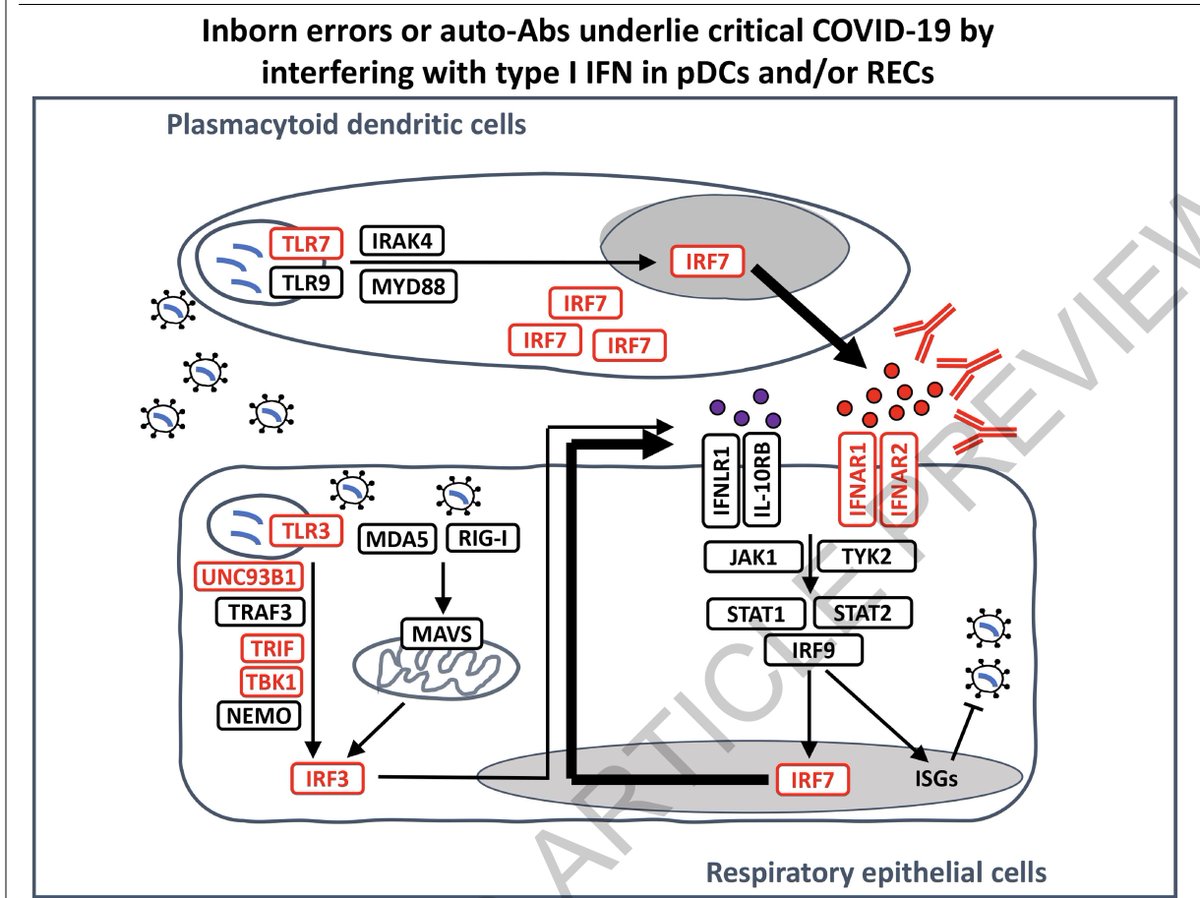 EricTopol's tweet photo. About 15% of the critical Covid pneumonia cases can be accounted for by genetic/immunologic variations, particularly involving the interferon pathway and autoantibodies https://t.co/H2qpGTbHpM