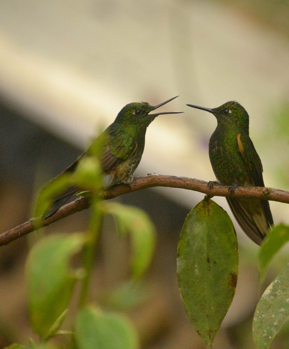 haalimifolia's tweet photo. #hummingbirds are awesome! especially in #Ecudaor
Here are a few I got to see while in the beautiful cloud forest in Mindo🤓 #Tropicalecology #wildlifephotography #trees #blackwomenwhobird
#ornithology #Travel https://t.co/k2whs4WkDY