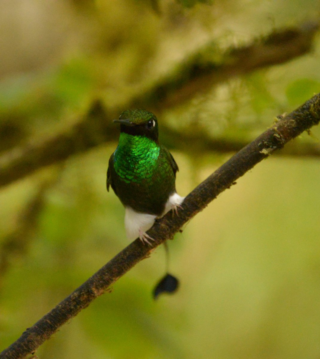 haalimifolia's tweet photo. #hummingbirds are awesome! especially in #Ecudaor
Here are a few I got to see while in the beautiful cloud forest in Mindo🤓 #Tropicalecology #wildlifephotography #trees #blackwomenwhobird
#ornithology #Travel https://t.co/k2whs4WkDY