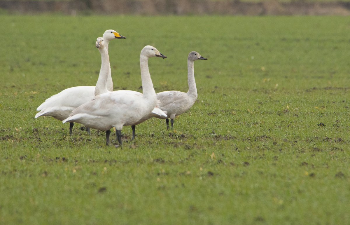_danielowen's tweet photo. Swan juxtaposition…a dusky juvenile Bewick’s Swan mingling with some Whoopers. We had 71 in a quick sweep of the Nene Washes area last week, with a good % of juveniles.

Decent birding in the Peterborough area: Ring Ouzel, 22 Cranes, Smew and 2 Ring-necked Duck best of the rest. https://t.co/xnnYlARIqx