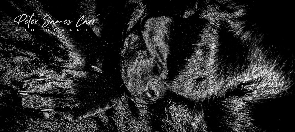 petercarrphoto's tweet photo. Not sure if there is a collective noun for labradors, but today, I'd be suggesting a "snuggle"....
😊
#labrador #puppy #labradorpup #workingdog #gundog #dog #canine #cuddlingdogs #mono #blackandwhitephotography #monochrome #Yorkshire #PeterJamesCarrPhotography https://t.co/WwYkIp6Cfn