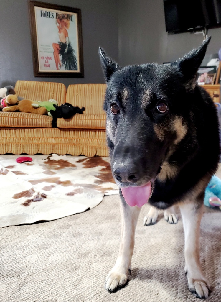 Sometimes manure rolls uphill, Klaus surprised me in the shower, 2 new gardens, and more. Friday 5 blog post, happy weekend friends xoxo lazywmarie.com/friday-5-at-th… #lazyw #choosejoy #farmlife #oklahoma #ontheblog