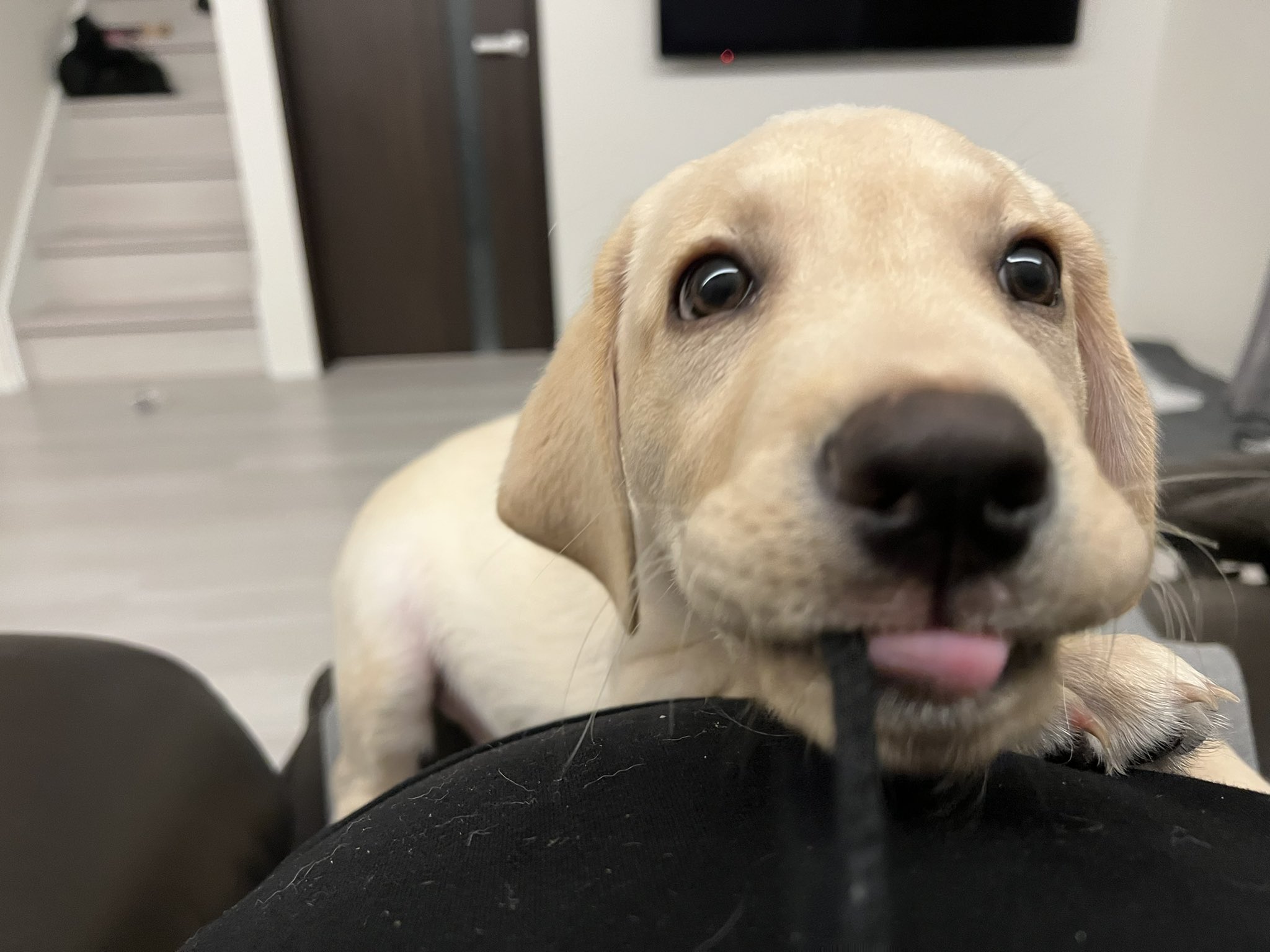 カイの快進撃 壊進撃 W 今日の紐ハムハムタイム ラブラドールレトリバー ラブラドール Labradorretriever 子犬 パピー 犬のいる暮らし カイの快進撃 T Co Agg9wmc0bf Twitter