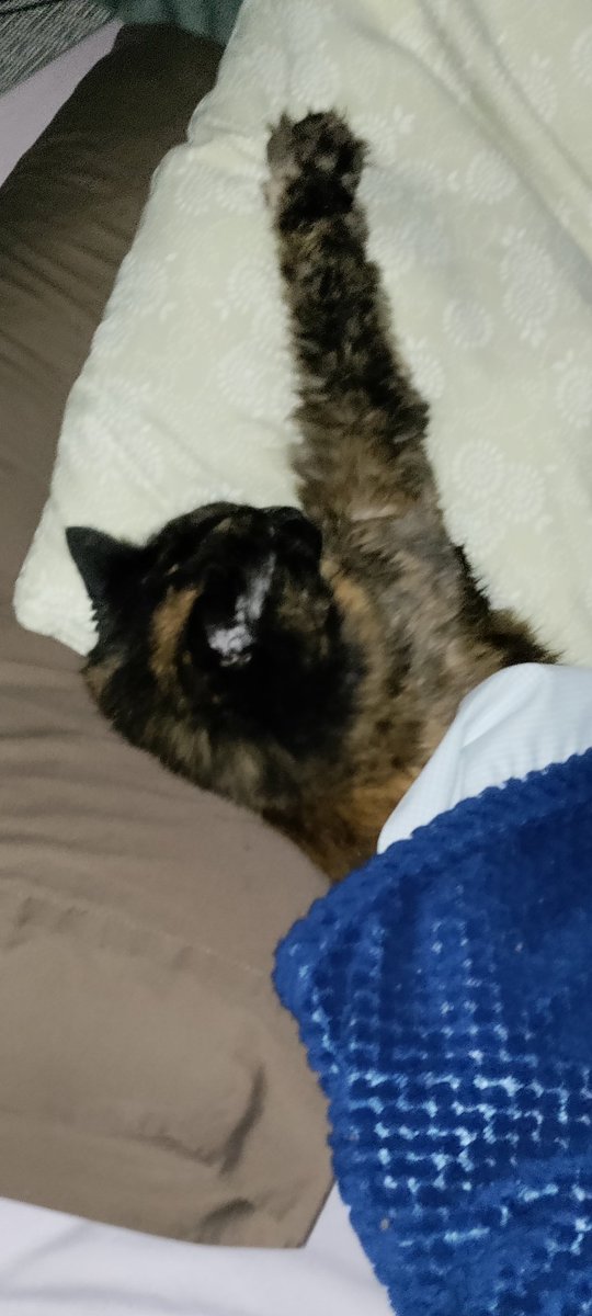 BeardsAndInk's tweet photo. Spread'n some positivity in the form of @ButtsTheCat sleeping under the covers on her bed. #ButtsIsABoss https://t.co/r6PTF8i0nK