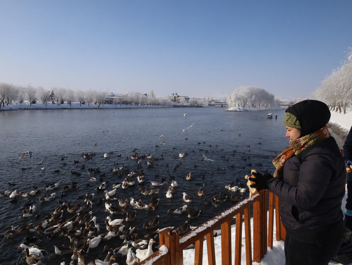 AvanosBld's tweet photo. Avanos’un sevimli maskotlarını unutmuyoruz. 🦢🦆

📍Temizlik İşleri Müdürlüğü ekiplerimiz zorlu kış koşullarında yiyecek bulmakta zorlanan kazlar ve ördekler için yiyecek bıraktı. https://t.co/iwLTaCAowL