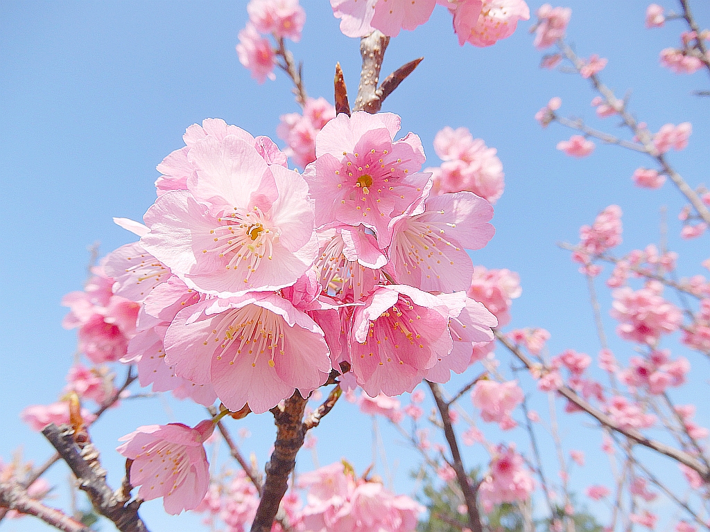 公園に咲くカンヒザクラのピンクの花が、青空に映えて綺麗です。 The pink flowers of Prunus campanulata blooming in the park are b