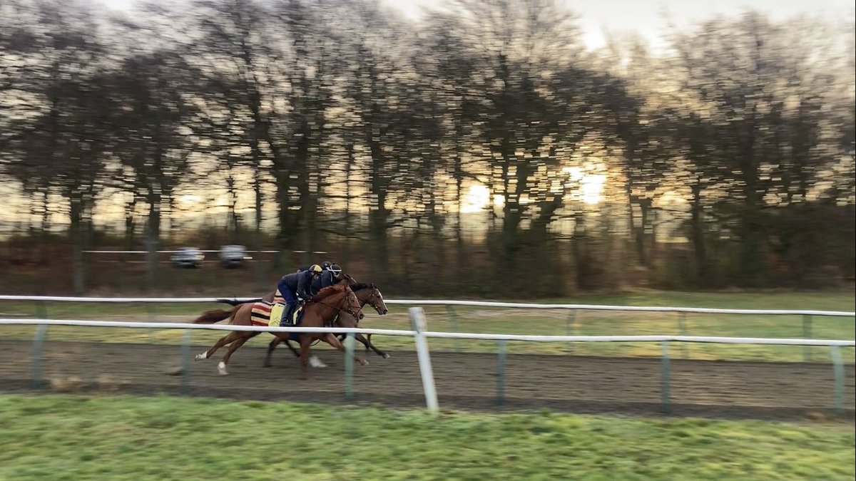Sun peaking through the trees on the Al Bahathri this morning ☀️