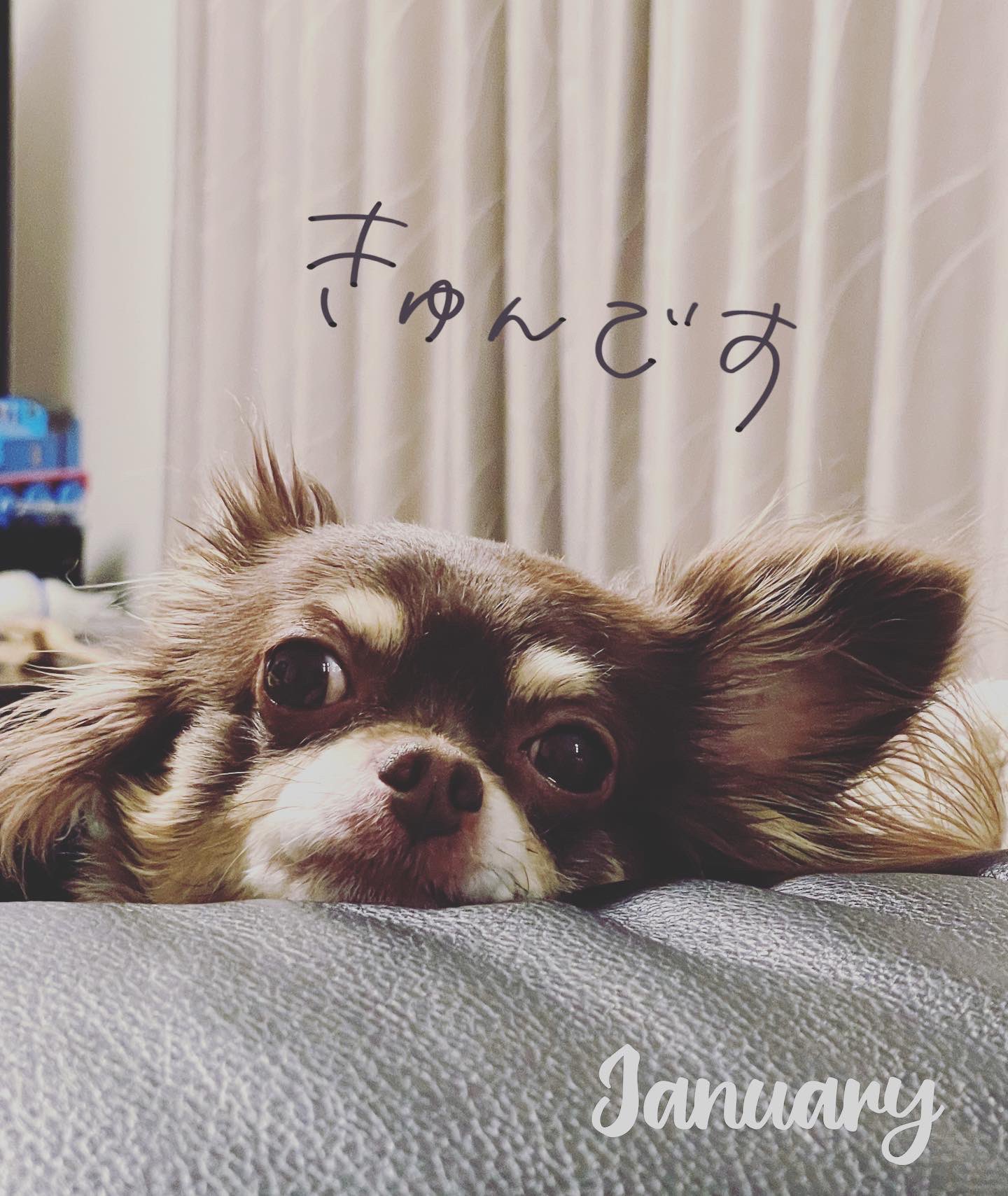 変顔犬 Twitter Search Twitter