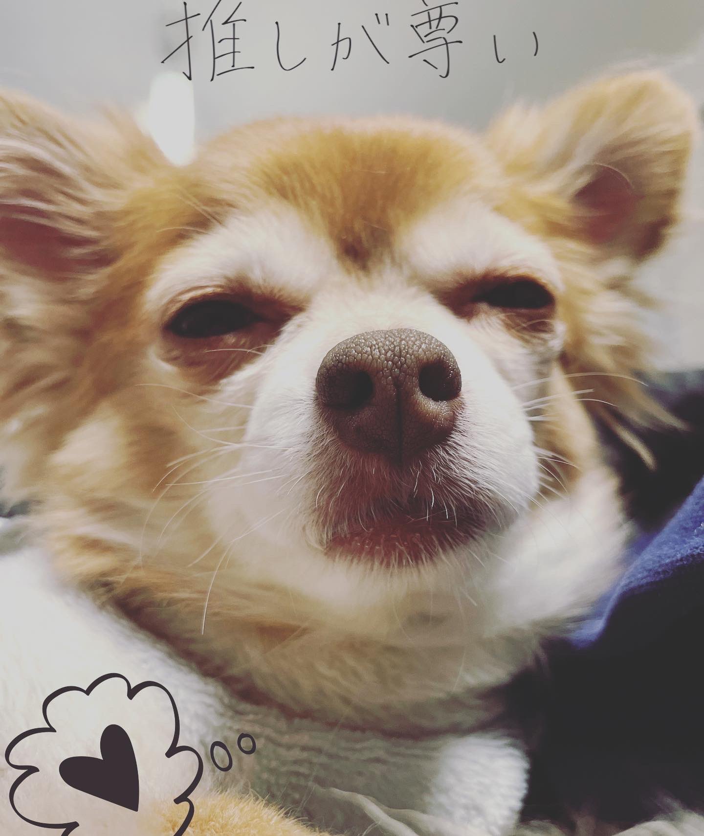 変顔犬 Twitter Search Twitter