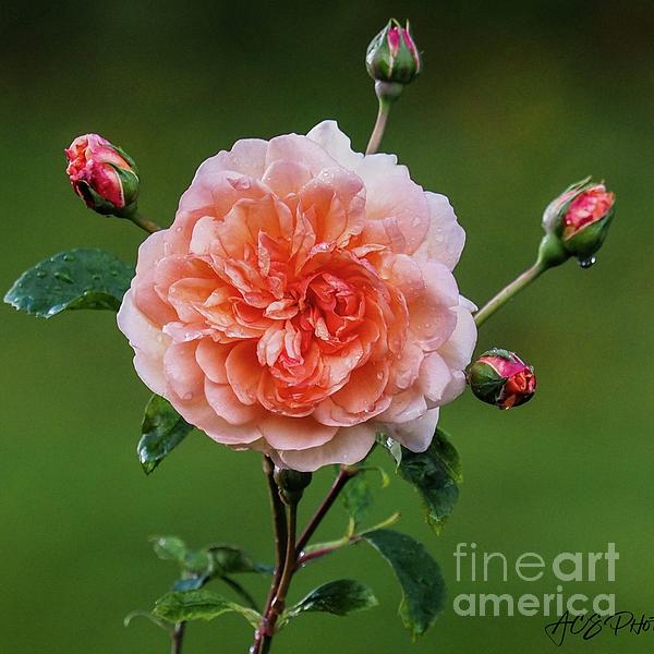 Photos_Design_1's tweet photo. New artwork for sale! - "Rose collection" - https://t.co/P5dYENizt4 @shoppixels https://t.co/wuNnBoKDAX