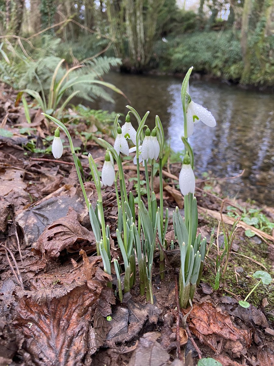 DevonWilds's tweet image. “Nature gives to every time and season some beauties of its own”

Charles Dickens

#snowdrop  #snowdrops #snowdropseason #devonwilds #southhams #devon