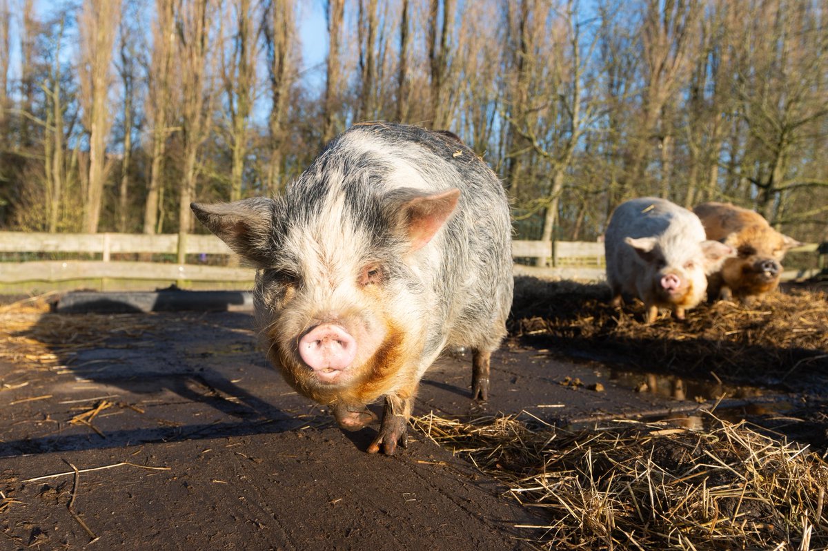 In maart gemeenteraadsverkiezingen! Op deze mooie dag maakte ik campagnefoto's voor de Partij voor de Dieren. Nieuwe vriend gemaakt! #PvdD #Leiden