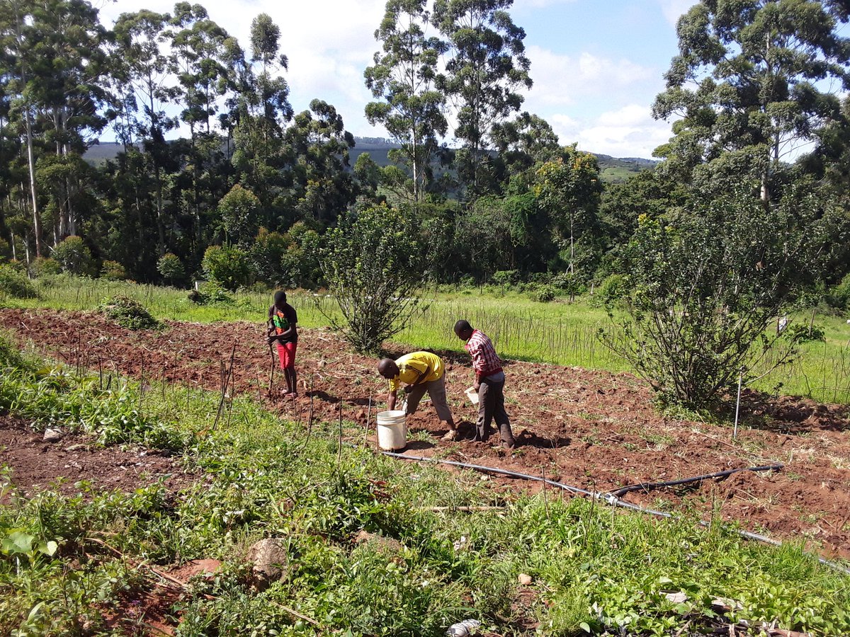 #mentalhealth and agriculture, embracing active male involvement in addressing toxic masculinity within rural communities. @UnitedGMH @tinogwitima @tafy033 @SwedeninZW @usembassyharare @wlsazim @VSOZimbabwe @CBM_Global @CaritasMutare @BenJackAdams @julian_eaton @Ember_mh @ytah14