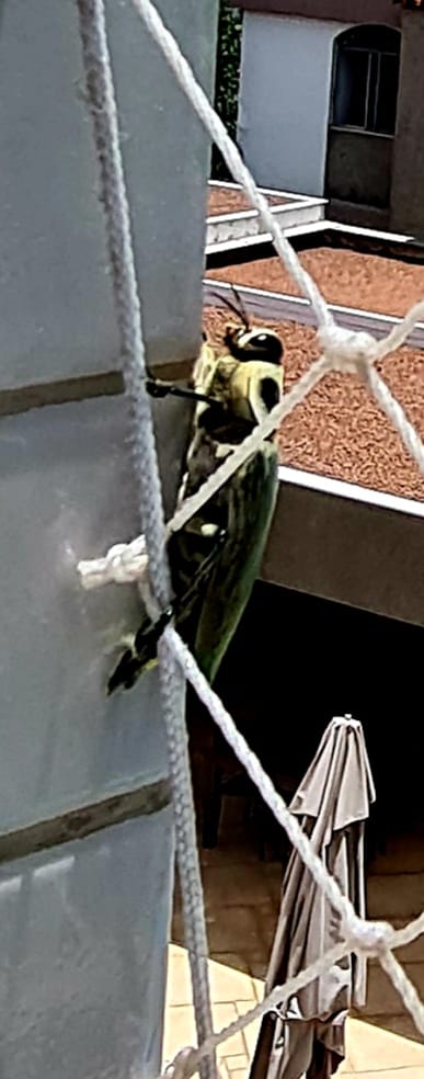 giusti_bruno's tweet photo. @ObsNaturalistas que bicho é este? https://t.co/FtAyK8k3Cm