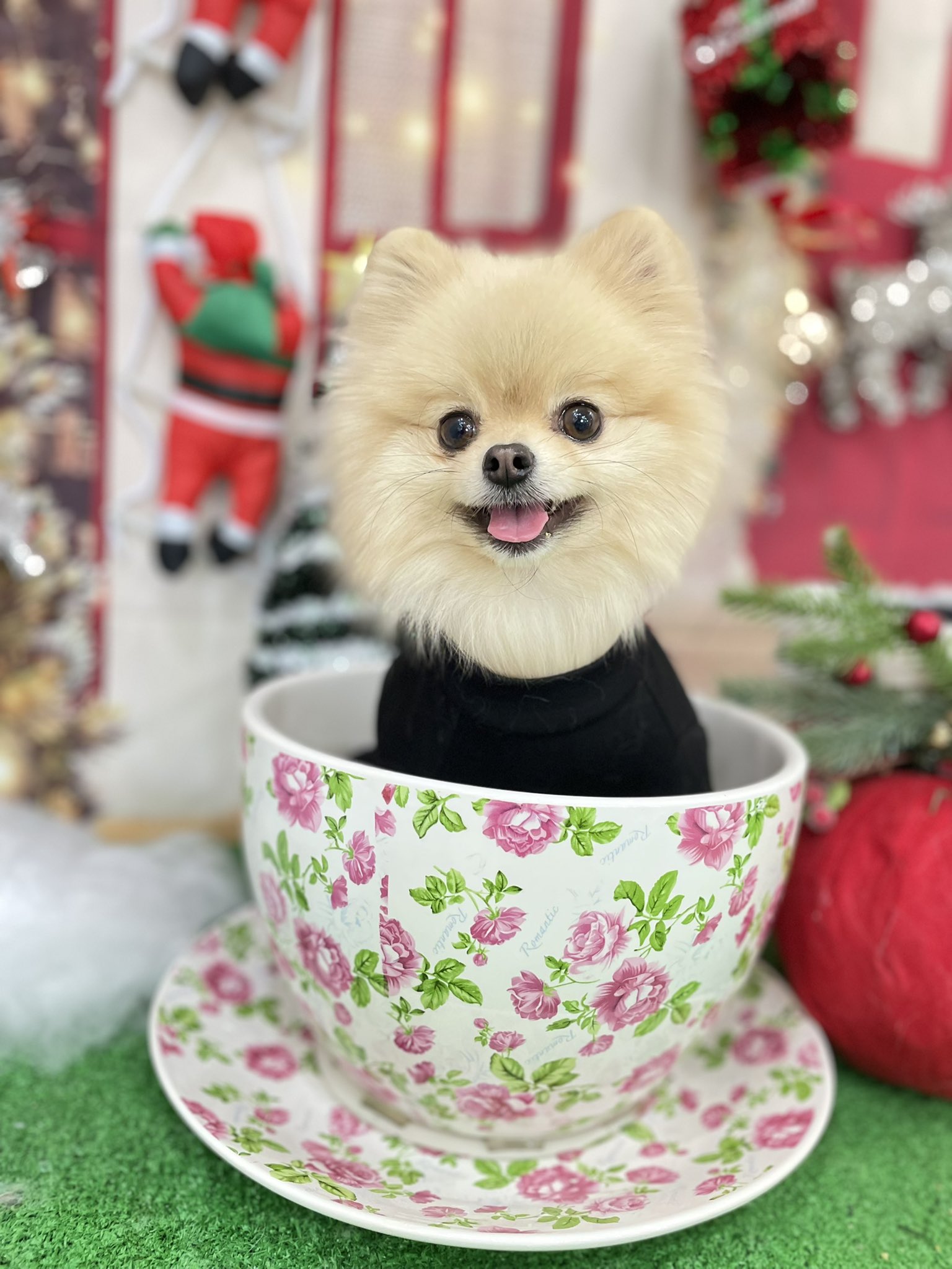 レオ ロア ティーカップポメラニアン ポメラニアン Pomeranian ポメ ティーカップポメラニアン レオ 犬好きさんと繋がりたい 可愛いと思ったらrt T Co J4newdyre8 Twitter レオ ロア ティーカップポメラニアン ポメラニアン Pomeranian ポメ ティーカップポメラニアン レオ 犬好きさんと繋がりたい 可愛いと思ったらrt T Co J4newdyre8 Twitter