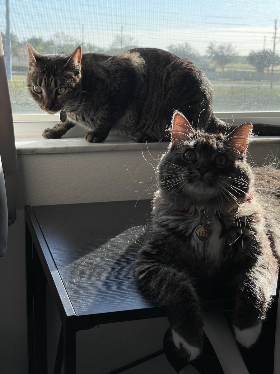 Chris_Iannuzzi's tweet photo. @FLOTUS Kylo and Leia are pleased to meet you! #CatsOfTwitter #FirstKitty https://t.co/ftthIHDa4P