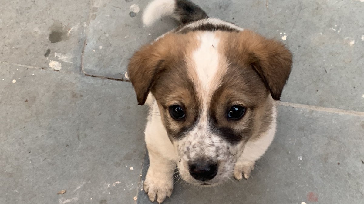 heyprat's tweet photo. Folks in delhi ncr - Three puppers up for adoption. 45 days old. I will get them dewormed and vaccinated. 

Extremely playful. Pls consider adopting. Welcome to come play with them if you want to. 

RT for Paws! https://t.co/OqUabI0RLr