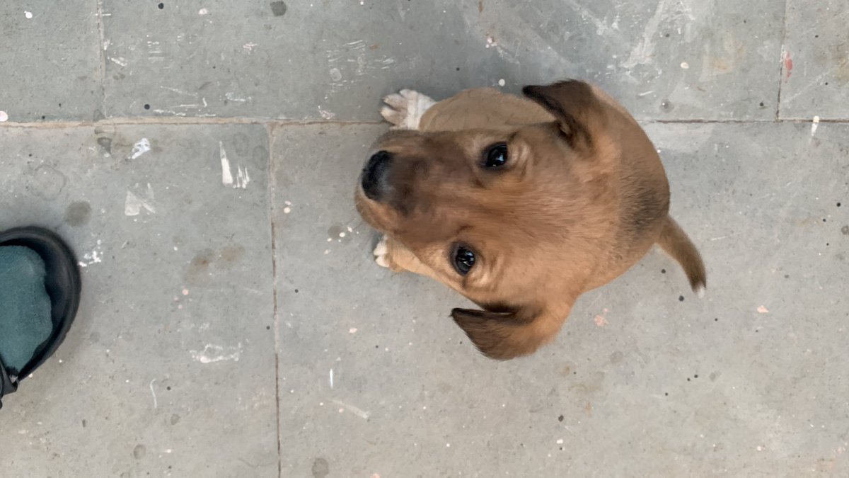 heyprat's tweet photo. Folks in delhi ncr - Three puppers up for adoption. 45 days old. I will get them dewormed and vaccinated. 

Extremely playful. Pls consider adopting. Welcome to come play with them if you want to. 

RT for Paws! https://t.co/OqUabI0RLr