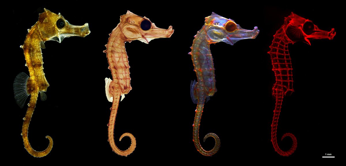 Conoce toda la actualidad y la agenda semanal de los centros del <a href="/CSIC/">CSIC</a> en la Comunitat Valenciana, en nuestro boletín #SemanaCSIC:

➡️delegacion.comunitatvalenciana.csic.es/wp-content/upl…

<a href="/NeuroAlc/">Instituto de Neurociencias UMH-CSIC</a> | <a href="/UPV/">Universitat Politècnica de València</a> | <a href="/CPInnovacion/">CPI - UPV | Ciudad Politécnica de la Innovación</a> | @GVAinnova | <a href="/UV_EG/">Universitat València</a> | <a href="/CSICmasI/">CSIC Innovación</a> | <a href="/FECYT_Ciencia/">FECYT</a>