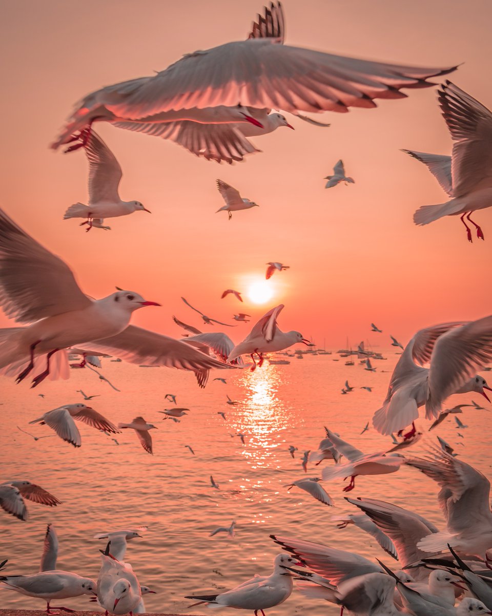 🏆We are very happy for <a href="/naseefgafoor/">Naseef Gafoor</a> who won this week's <a href="/JennyMetaverse/">Jenny Metaverse DAO</a> raffle! 👏Congrats🤩

📷Naseef will receive a high resolution print of the great picture from photographer Ujwal Puri - "First Flight". <a href="/ompsyram/">Ujwal Puri // ompsyram.eth 🦉</a>