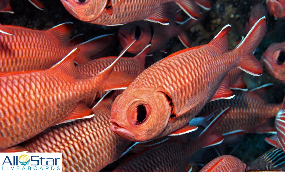DiveASL's tweet photo. Creature Feature Friday!!! โค๏ธโค๏ธโค๏ธ White Eyed Soldierfish
Soldierfish are found in tropical waters around the world, but this one is from the Red Sea. Check out the white edges leading to it's common name.
#creaturefeaturefriday #allstarliveaboards #soldierfish https://t.co/qCwn4LjWlt