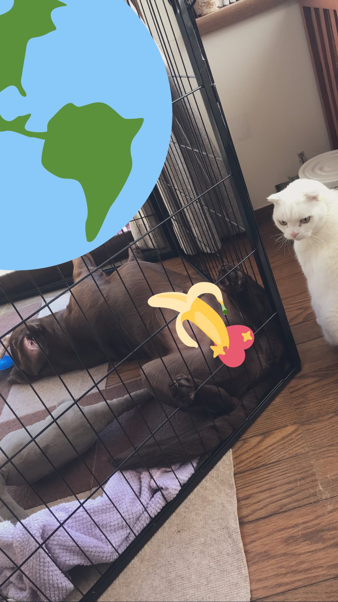 Coco はくちゃん お前の ﾀﾏ もそろそろ見納めみたいだな 寂しいぜ T Co Kljcuwrtce Twitter