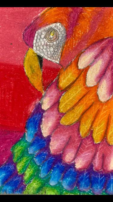 dept_art's tweet photo. Well done to Leah (S1) and Emilie (S2) who are Mrs J’s work of the weeks! 
How colourful are these birds 🦜 
Great use of oil pastels going on in Art &amp; Design! 
#celebratingsuccess #BGE #colourstudies https://t.co/Y41IXa0RXO