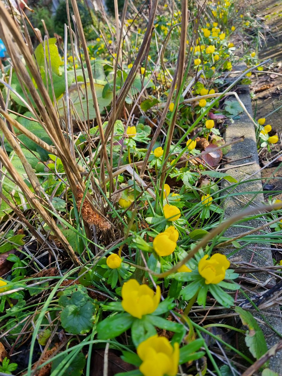 Jawel, jawel, de Akoniet opent het bloeiseizoen <a href="/DuurzaamAG/">🌱 DuurzaamAmstelglorie</a>