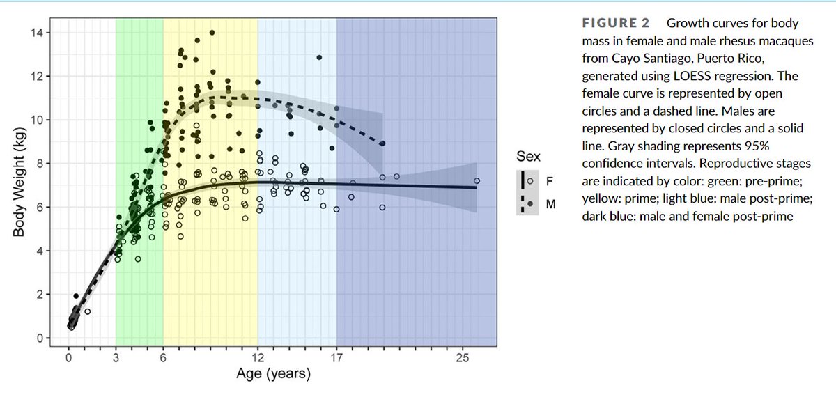 In our new #NSFfunded MS <a href="/AmJBioAnth/">American Journal of Biological Anthropology</a> led by Dr. Cas Turcotte, we show that sexual dimorphism in Cayo Santiago rhesus macaques (n=362) is produced by both later age at maturation, &amp; accelerated growth during the pre-prime period. onlinelibrary.wiley.com/doi/epdf/10.10…