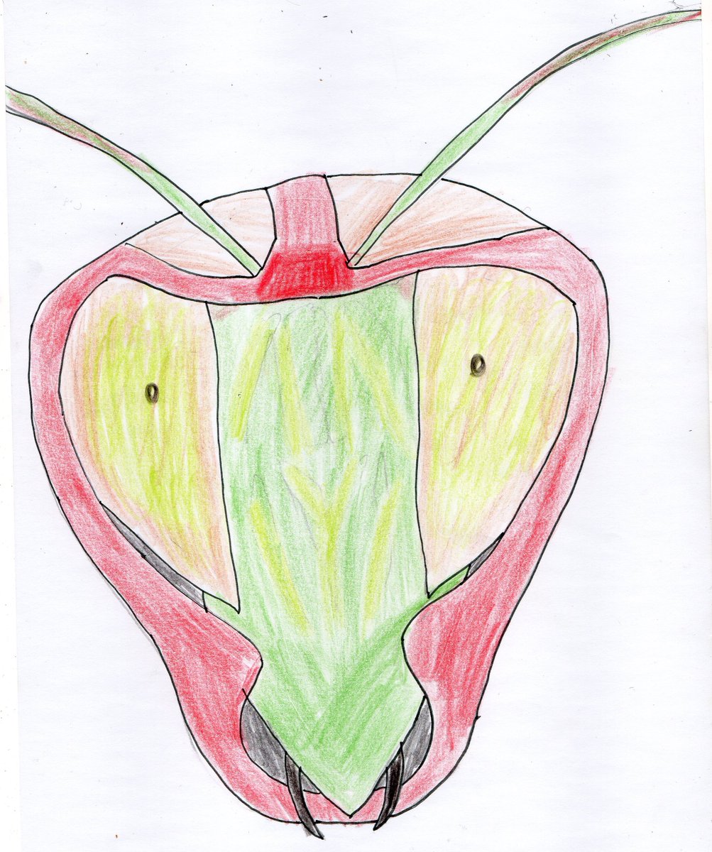 MMutteri's tweet photo. Kickboxing mantis

#kickboxing
#mantis
#drawing https://t.co/rPjPfwvT96
