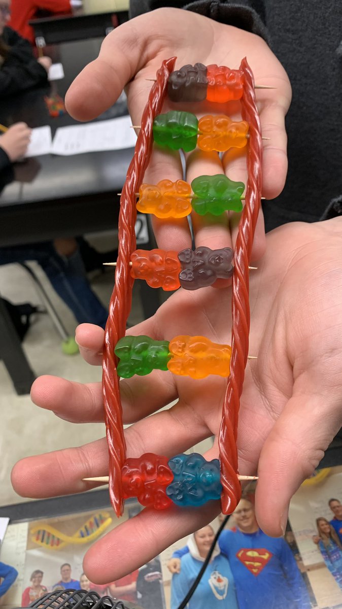 FHSBioVinson's tweet photo. Candy DNA structure @AdminsFHS @FCSWildcats @onceawildcat78 #handonsactivity. https://t.co/ULrz65OpMR